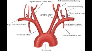 Aorta And Its Branches Anatomy [upl. by Skcirdnek174]