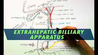 Extrahepatic Biliary Apparatus  Cystohepatic Triangle  Anatomy Tutorial [upl. by Nadnarb]