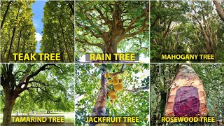 Teak Tree Mahogany Tree Rosewood Tree Rain Tree Jackfruit Tree Tamarind Tree [upl. by Pavyer916]