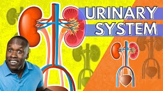 The Urinary System Anatomy and Physiology An Introduction [upl. by Atnomed]