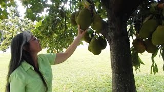 Sarahs Front Yard Jackfruit Tree in South Florida [upl. by Suivatco]