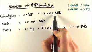 A2 Biology  Glucose to ATP Calculation [upl. by Falzetta]