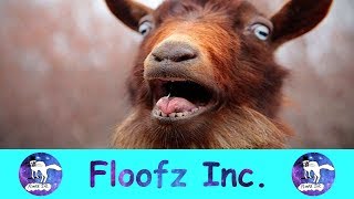 The Most Hysterical Screaming and Fainting Goats [upl. by Lady]