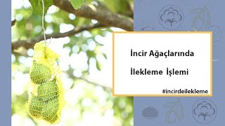 İncir Ağaçlarında İlekleme İşlemi [upl. by Gilroy]