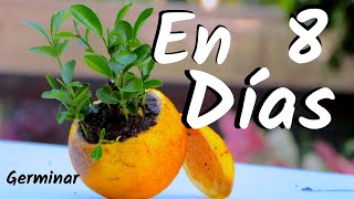 COMO OBTENER UNA PLANTA DE NARANJAS  GERMINAR NARANJAS  CITRICOS [upl. by Arabella]