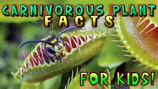 Carnivorous Plant Facts for Kids [upl. by Dimmick]