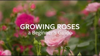 How to Grow Flowers at Home [upl. by Laforge]