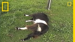 Fainting Goats  National Geographic [upl. by Fisuoy]