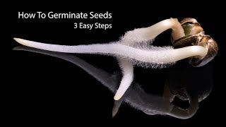 How To Germinate Seeds Fast  3 Simple Steps [upl. by Nolak]