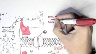 Pharmacology  Local Anaesthetic [upl. by Sofer981]