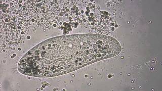 Paramecium under the microscope [upl. by Latimer163]