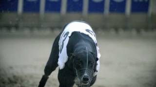 Greyhounds in Motion [upl. by Malcolm]