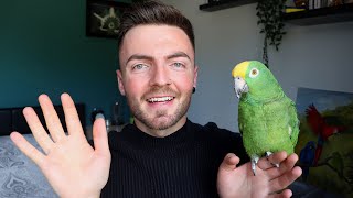 CRAZY TALKING PARROT  How to train your parrot to talk on cue [upl. by Clementia]