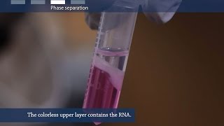 How to isolate RNA from tissue or cells [upl. by Salbu]