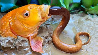 Stop Motion ASMR  Underground Big Fish Eating Eel Fish Trap Primitive Experiment Cooking Cuckoo [upl. by Lein]