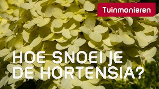 Hortensia snoeien op drie manieren  Tuinmanieren [upl. by Retha]