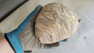 WHATS INSIDE A WASP NEST [upl. by Namrak]