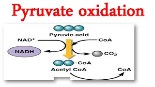 Pyruvate oxidation [upl. by Ellenrahc]