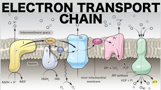 Electron Transport Chain Oxidative Phosphorylation [upl. by Tana164]