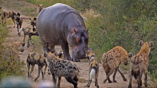 Battle between Wild Dogs Hyenas Hippos amp 2 Impalas [upl. by Osyth]