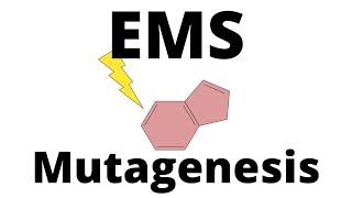 EMS Mutagenesis explained [upl. by Rosaline162]