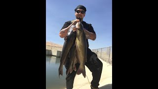 How I Catch Catfish In The California Aqueduct [upl. by Yakcm]