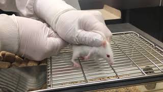 Mouse Subcutaneous SC Injection [upl. by Eulaliah]