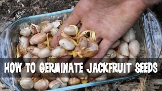 How to Germinate Jackfruit Seeds [upl. by Suissac]