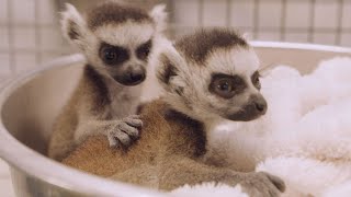 Twin RingTailed Lemur Babies Get Health Checks and Debut at the San Diego Zoo [upl. by Arrimat]