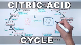 Citric Acid Cycle  Krebs Cycle [upl. by Halludba]