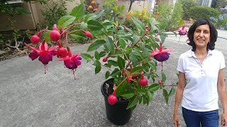 Propagating Fuchsia from cuttings with updates [upl. by Willett]