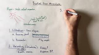 Biodiesel from microalgae [upl. by Zurkow]