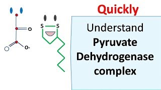 Pyruvate dehydrogenase complex [upl. by Anizor]