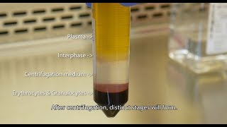 Isolate PBMCs with Lymphopure™ [upl. by Peirsen]