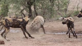 Hyena vs wild dogs [upl. by Lleumas]