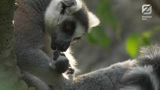 Ringtailed Lemur Baby Born at the Zoo [upl. by Airrehs]