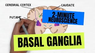 2Minute Neuroscience Basal Ganglia [upl. by Hands]