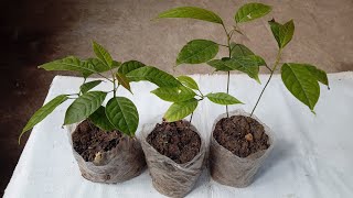 How to propagate mahogany or swietenia macrophylla tree from seed [upl. by Nadeau]