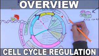 Cell Cycle Regulation  Basic Overview [upl. by Tiram]