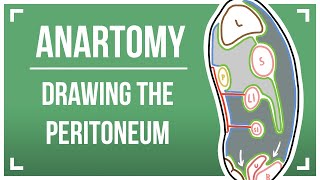 Drawing The Peritoneum [upl. by Lashoh]