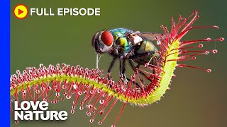 Death Traps How Carnivorous Plants Catch Prey  Deadly Australians Ep101 [upl. by Aztinay]