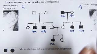 Stammbaumanalyse [upl. by Pozzy]