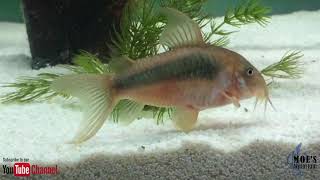 How to Care for Corydoras Eggs and fry [upl. by Naillimxam67]