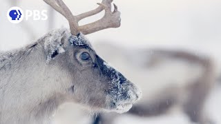 Follow Thousands of Reindeer on an Epic Journey [upl. by Berkeley]