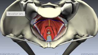 Pelvic Floor Part 1  The Pelvic Diaphragm  3D Anatomy Tutorial [upl. by Schwenk]