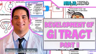 Gastrointestinal  Development amp Embryology of the GI Tract Part 2 [upl. by Rosati138]