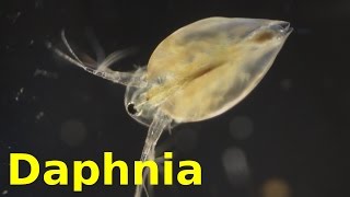 Daphnia [upl. by Ahtinak]