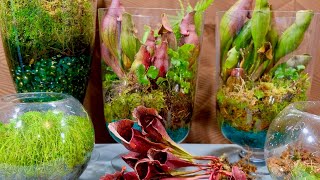 Carnivorous Plants Growing At Home [upl. by Ecirtel]