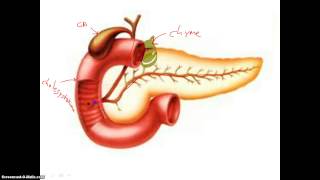 Digestion in Duodenum [upl. by Rambert]