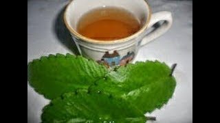 How to Dry and Preserve Leaf of life [upl. by Murtagh]